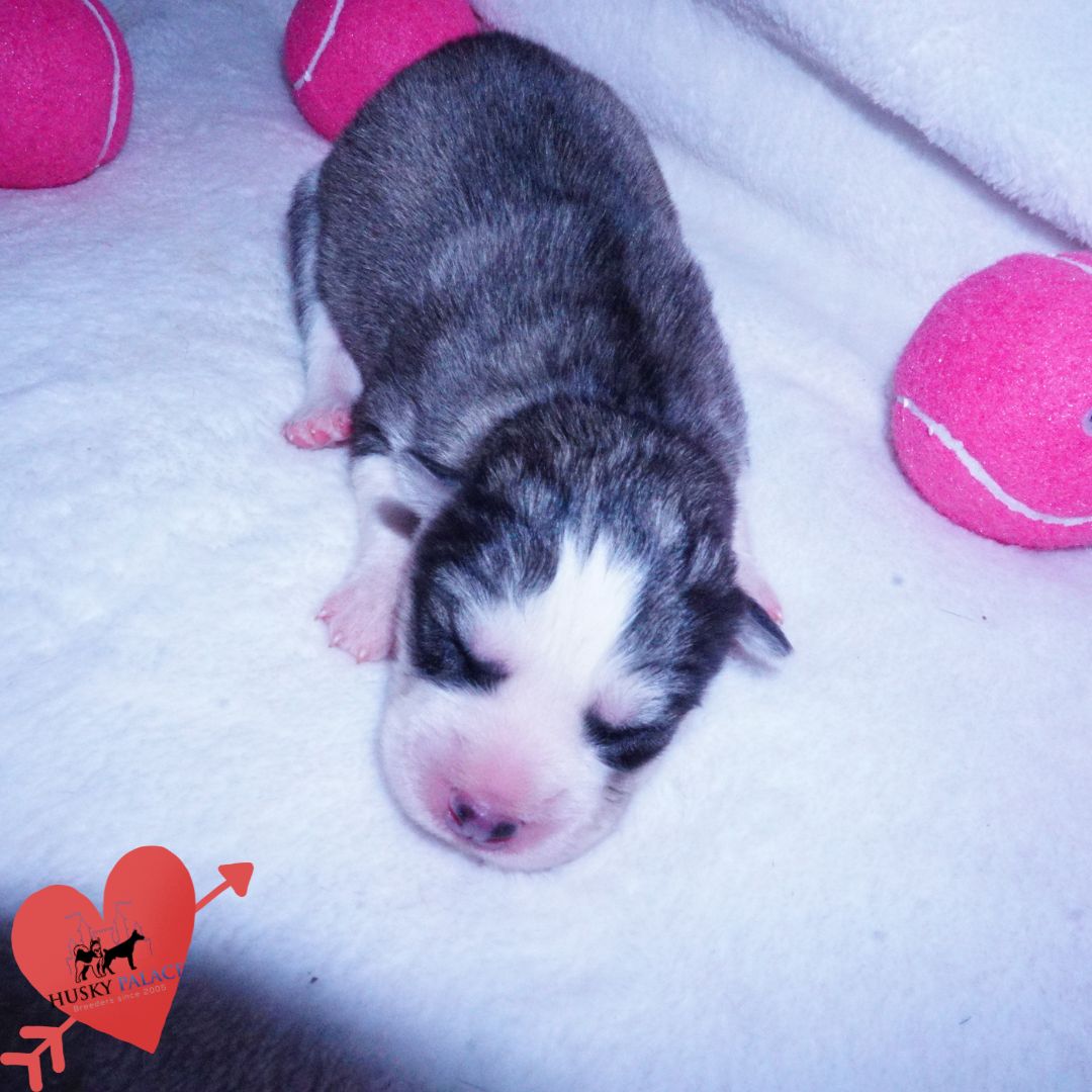 Siberian Husky Puppies For Sale fifa Siberian Husky Puppies For Sale