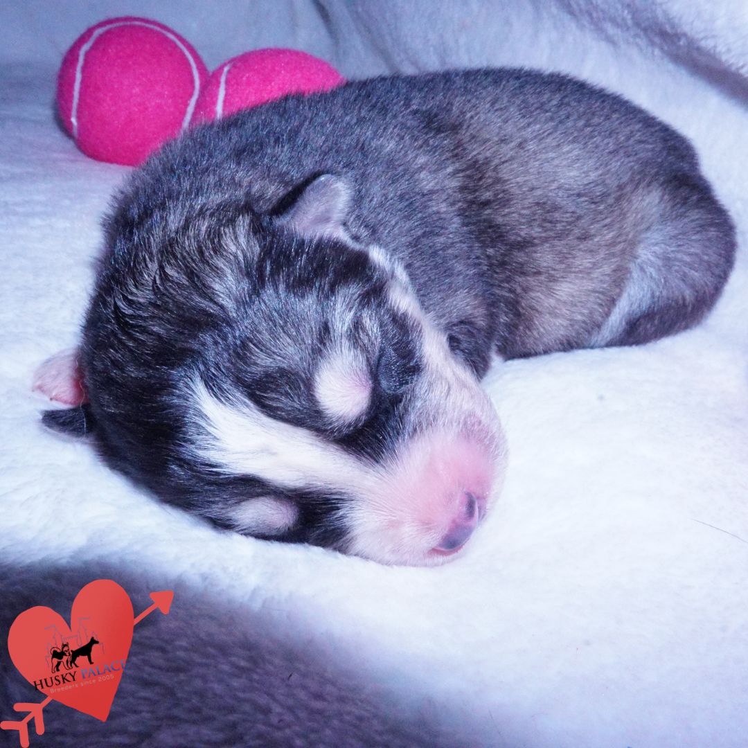 Siberian Husky Puppies For Sale georgina Siberian Husky Puppies For Sale