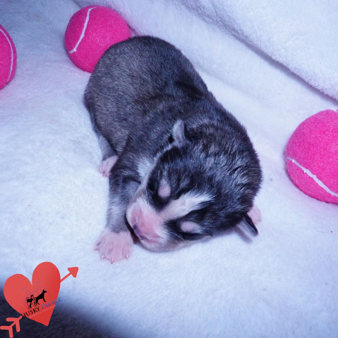 Siberian Husky Puppies For Sale – georgina