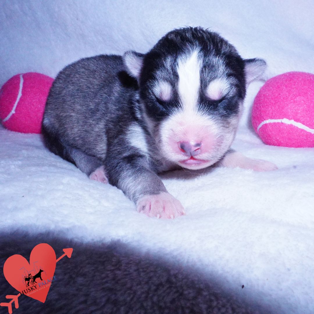Siberian Husky Puppies For Sale , gerogina Siberian Husky Puppies For Sale
