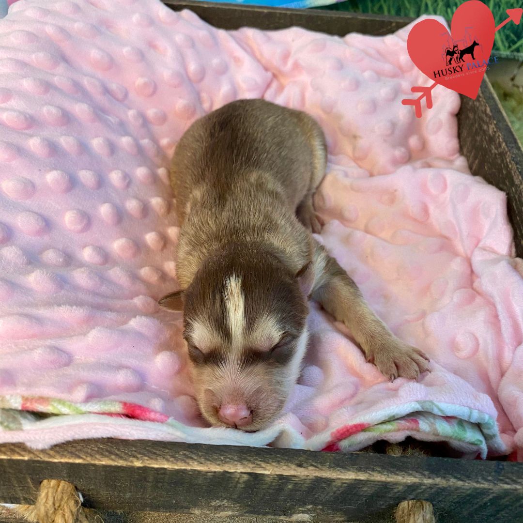 Siberian Husky Puppies In NC