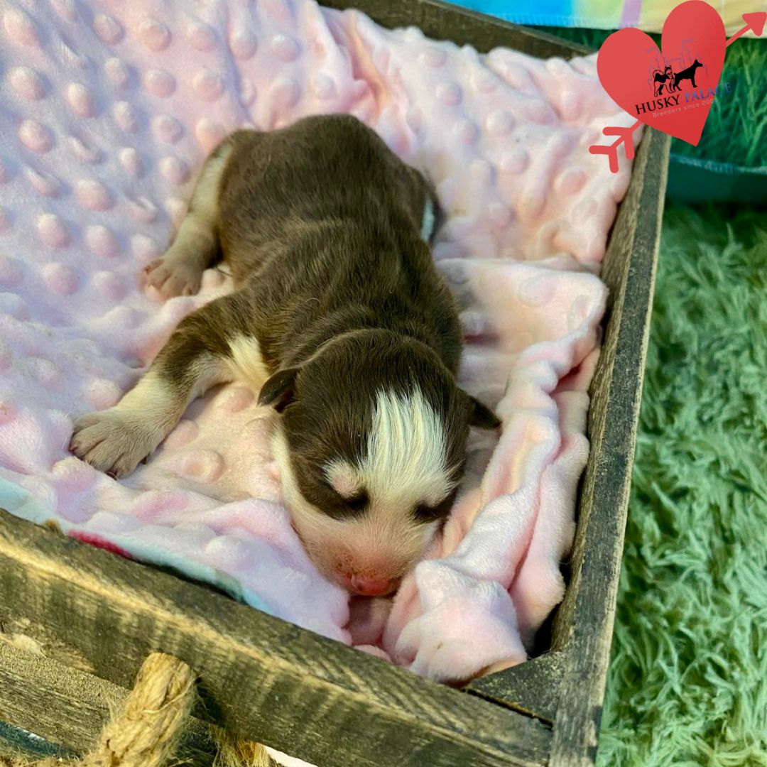 Siberian Husky Puppies In NC