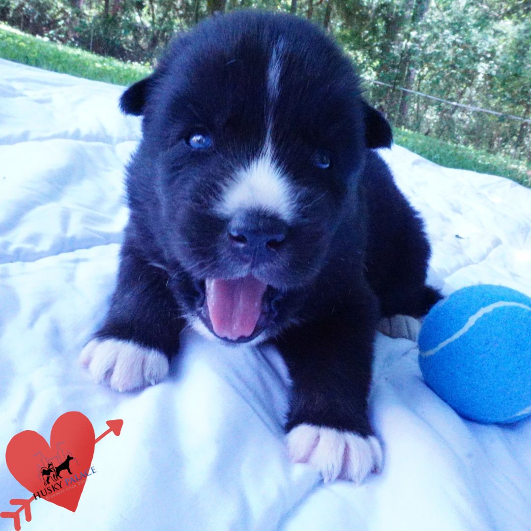 Solid Black Husky