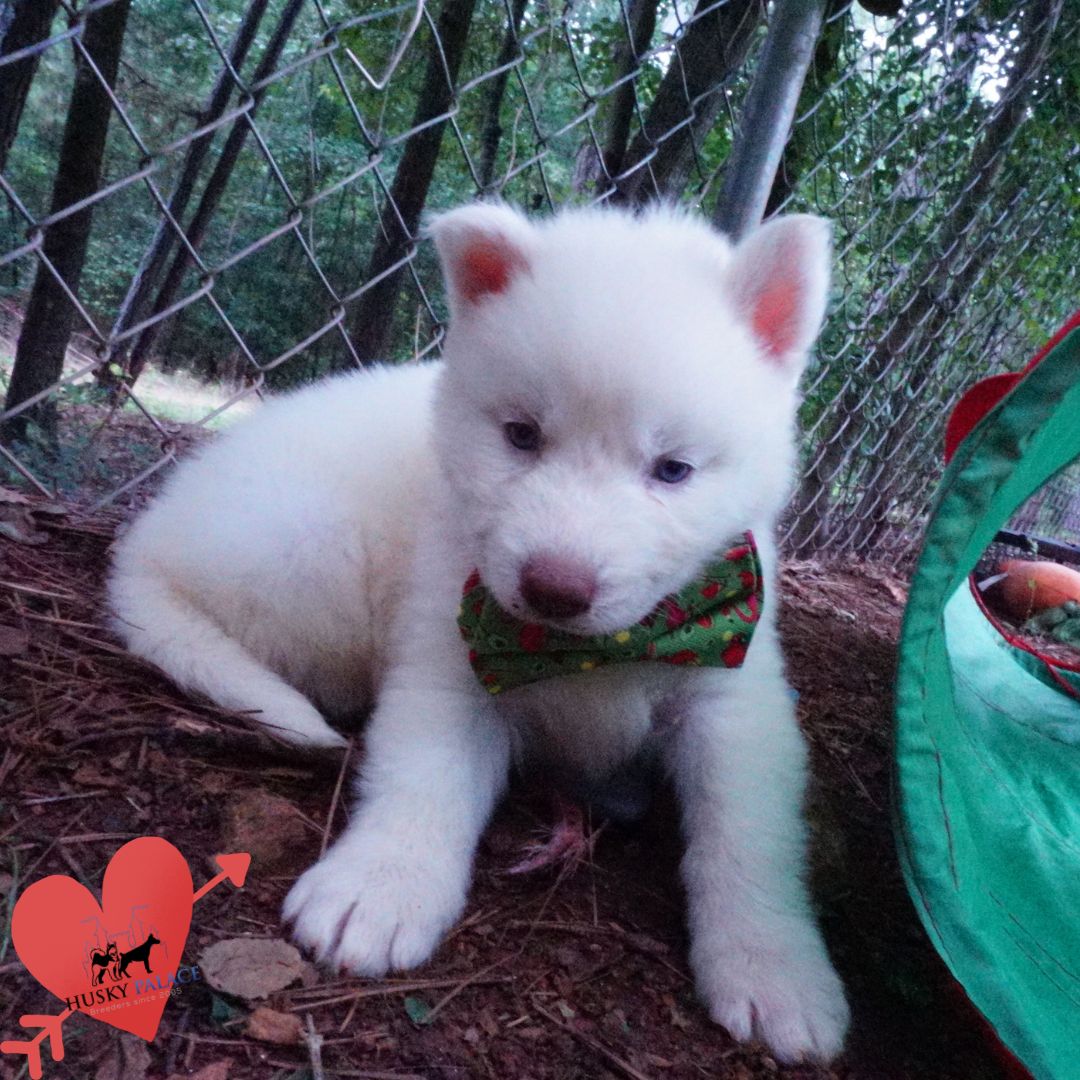 Solid White Siberian Husky Puppy anderson Solid White Siberian Husky Puppy
