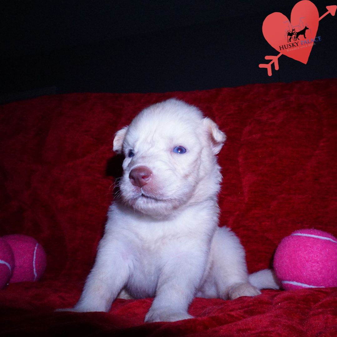 Solid White Siberian Husky Puppy argentina Solid White Siberian Husky Puppy