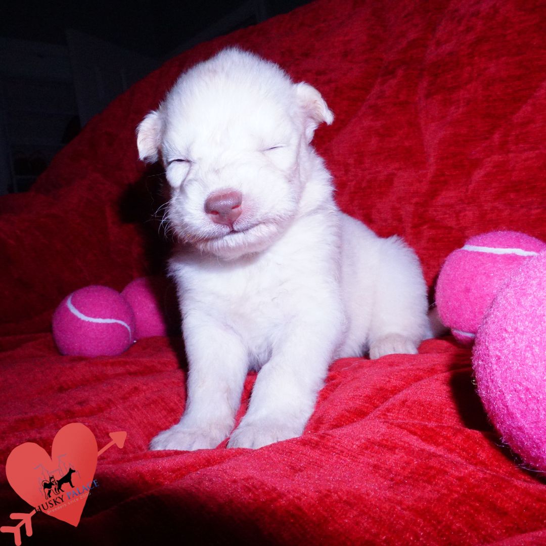 Solid White Siberian Husky Puppy, argentina Solid White Siberian Husky Puppy