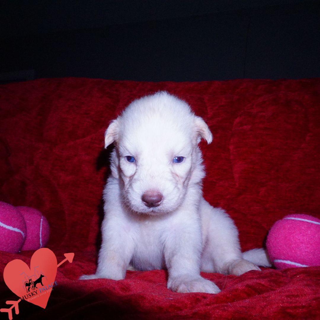Solid White Siberian Husky Puppy – argentina Solid White Siberian Husky Puppy