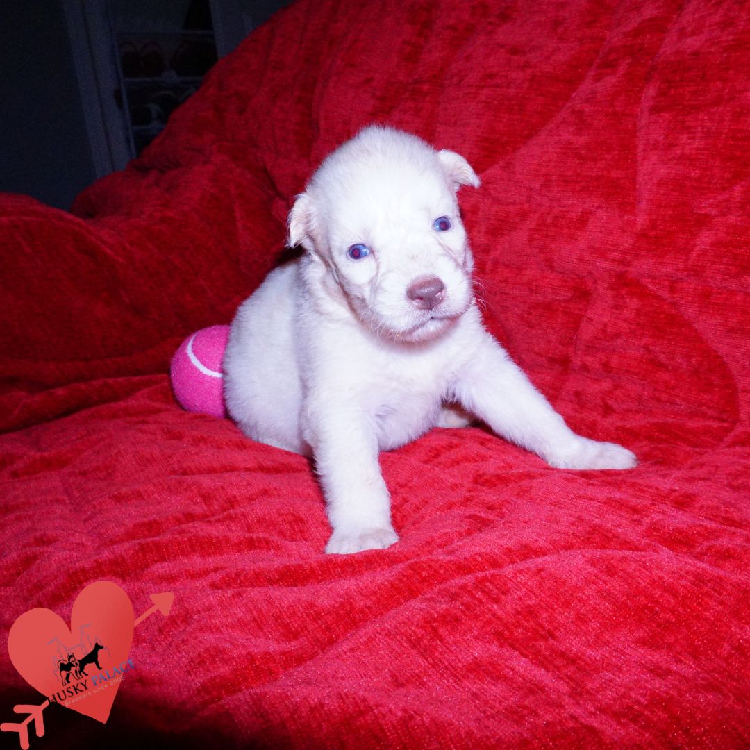 Solid White Siberian Husky Puppy breeder Solid White Siberian Husky Puppy