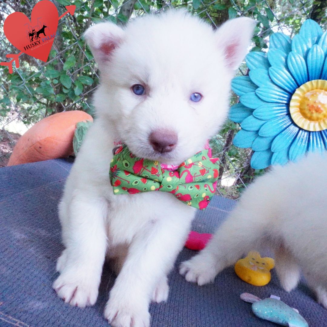 Solid White Siberian Husky Puppy charleston Solid White Siberian Husky Puppy