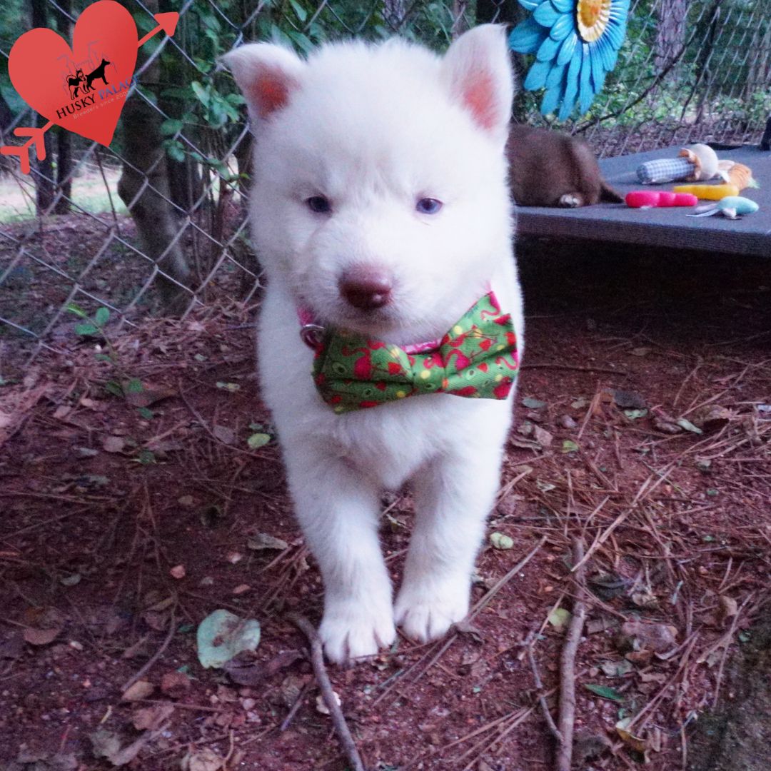 Solid White Siberian Husky Puppy clemson Solid White Siberian Husky Puppy