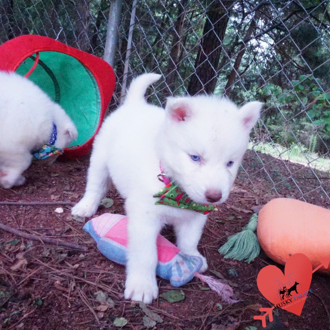 Solid White Siberian Husky Puppy florence Solid White Siberian Husky Puppy