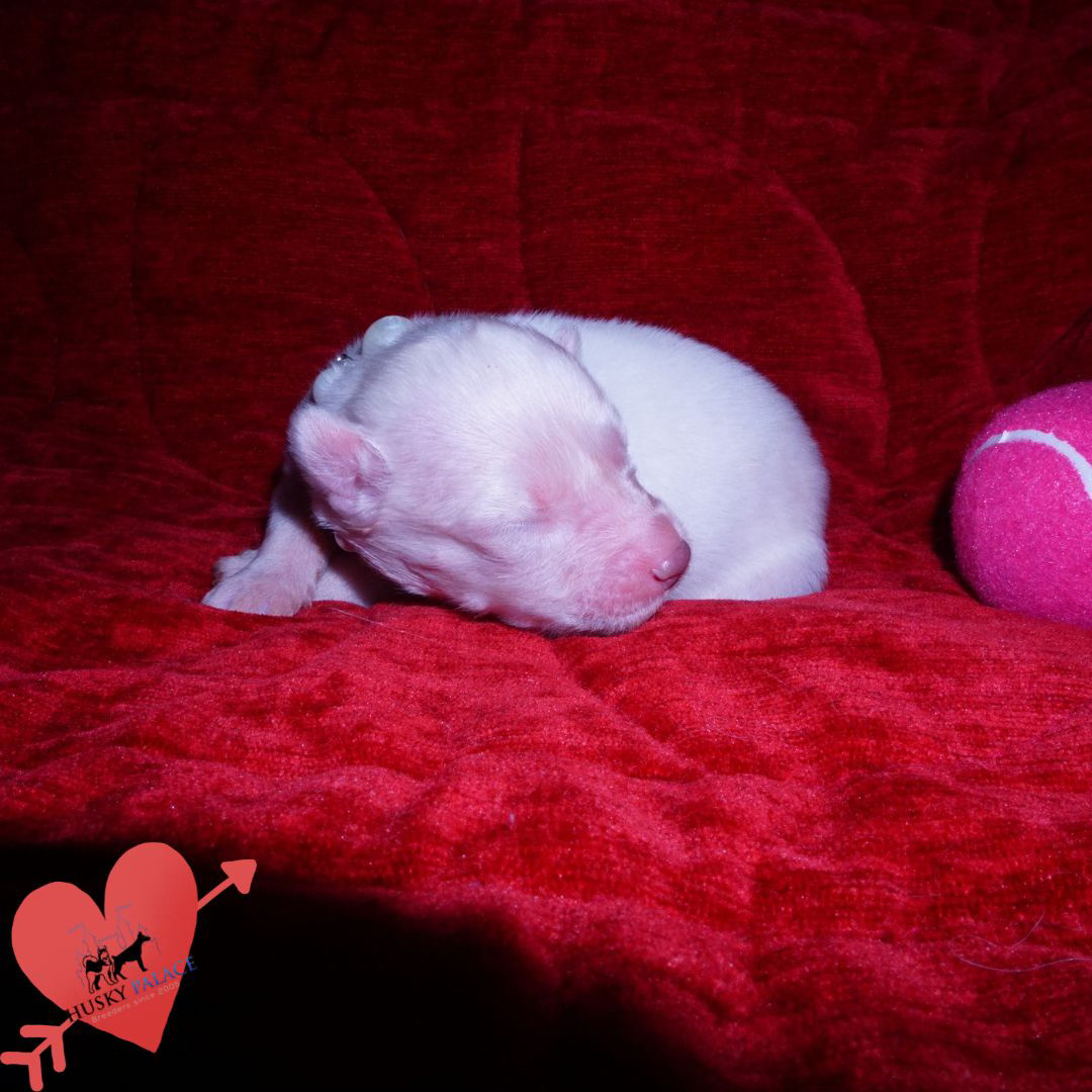 Solid White Siberian Husky Puppy for sale nc Solid White Siberian Husky Puppy