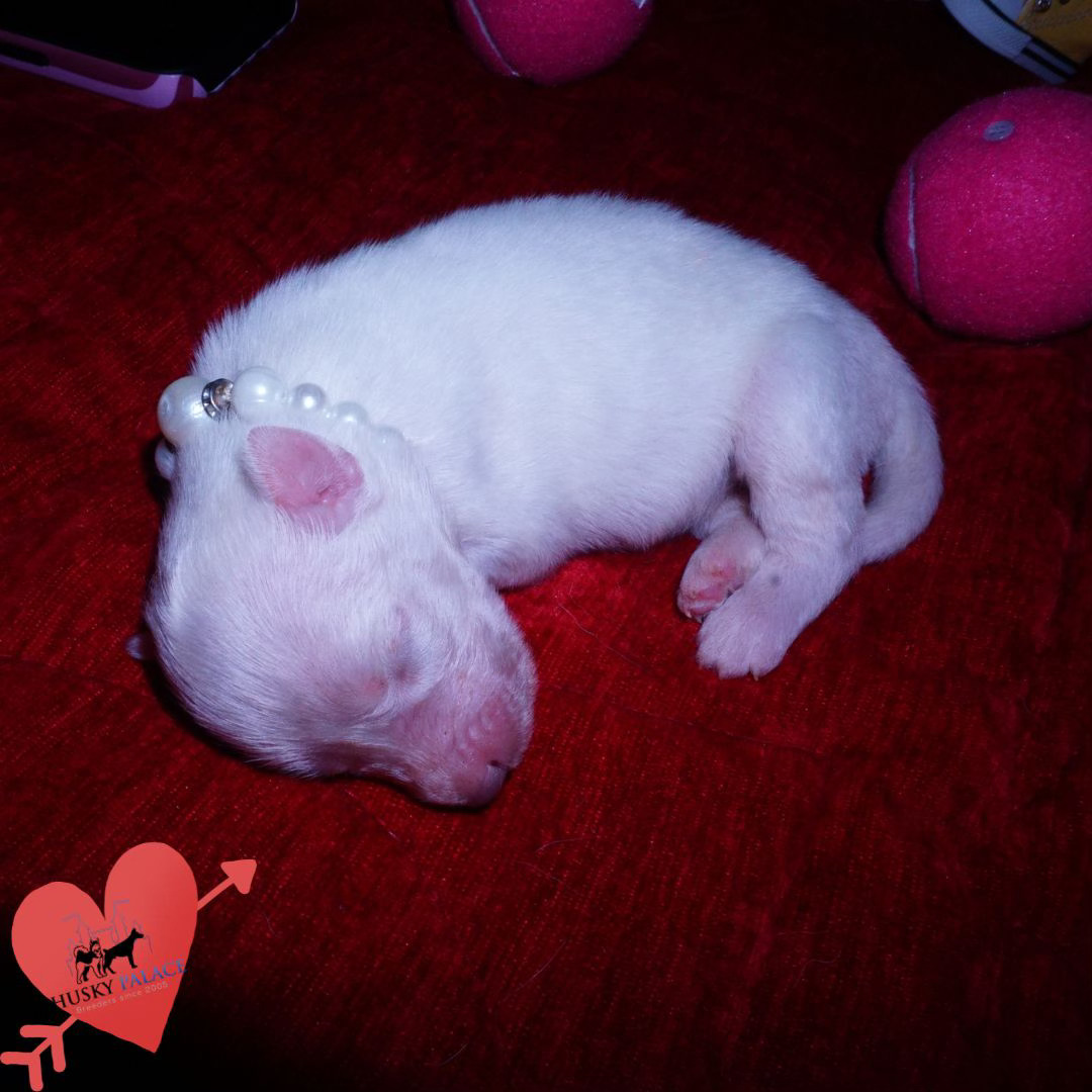 Solid White Siberian Husky Puppy for sale sc Solid White Siberian Husky Puppy