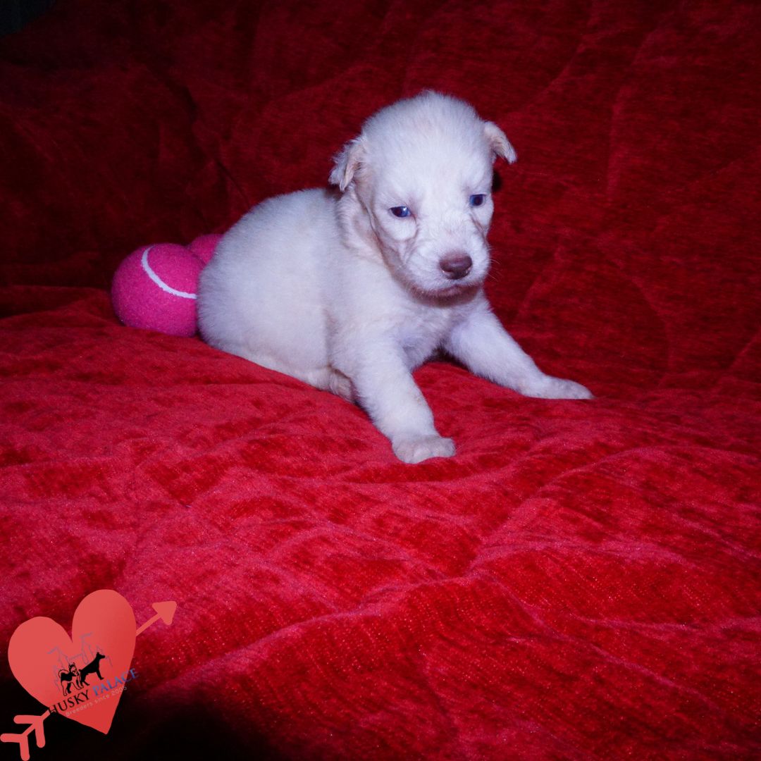 Solid White Siberian Husky Puppy for sale Solid White Siberian Husky Puppy