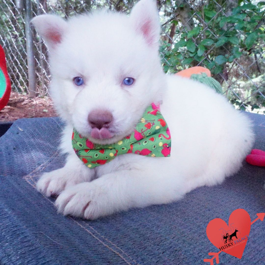 Solid White Siberian Husky Puppy laurens Solid White Siberian Husky Puppy