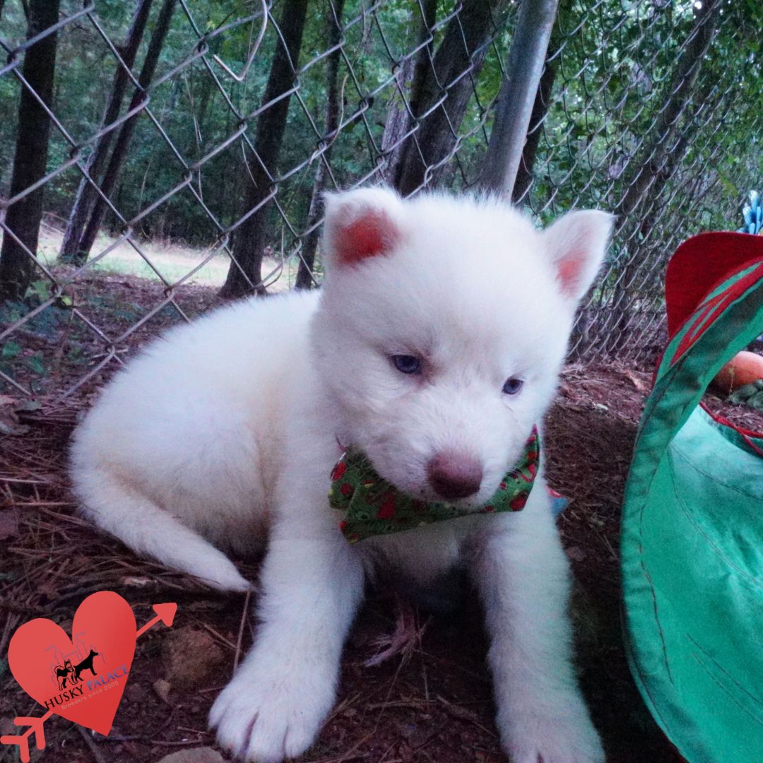 Solid White Siberian Husky Puppy marietta Solid White Siberian Husky Puppy