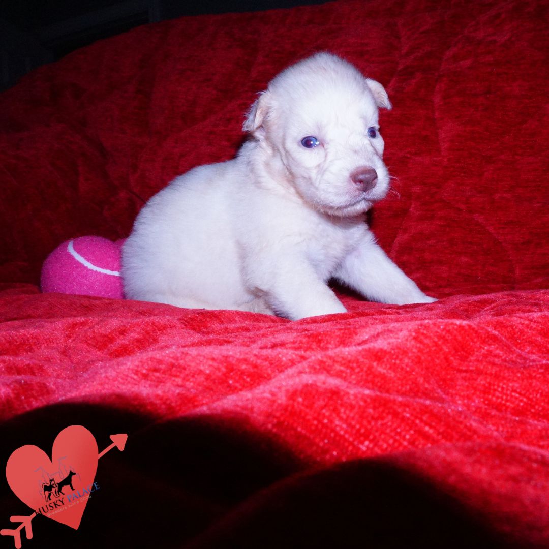 Solid White Siberian Husky Puppy near me Solid White Siberian Husky Puppy
