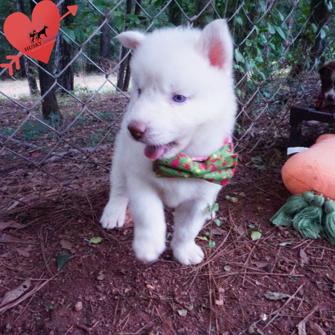 Solid White Siberian Husky Puppy st. matthew Solid White Siberian Husky Puppy