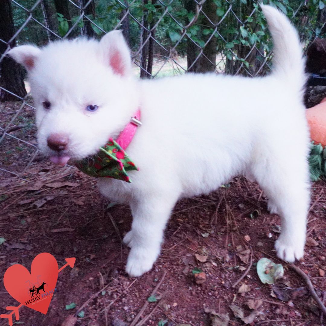 Solid White Siberian Husky Puppy