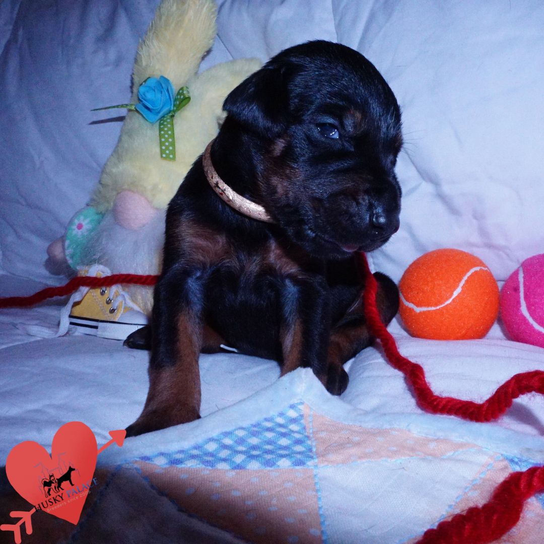 akc Black:rust Doberman Puppy for sale sc Black:rust Doberman Puppy