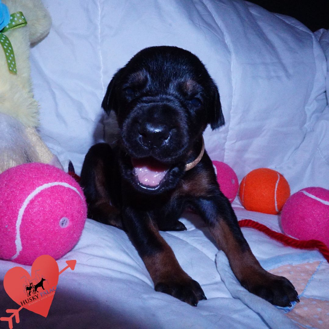 akc Black:rust Doberman Puppy Black:rust Doberman Puppy