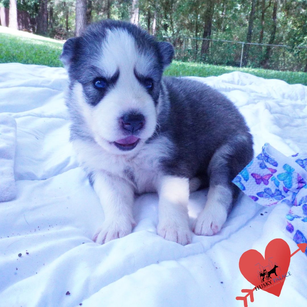 akc Black:white Husky Black:white Husky