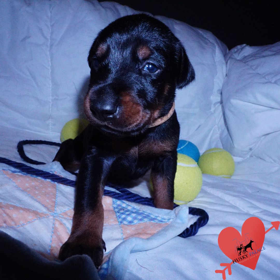 akc Doberman Pinscher Puppies For Sale Doberman Pinscher Puppies For Sale