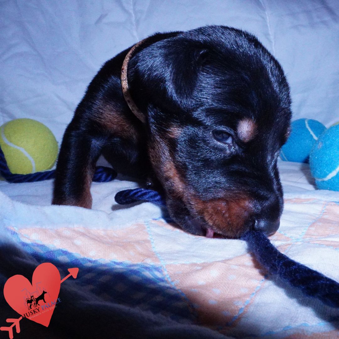 akc Doberman Pinscher Puppies For Sale al Doberman Pinscher Puppies For Sale