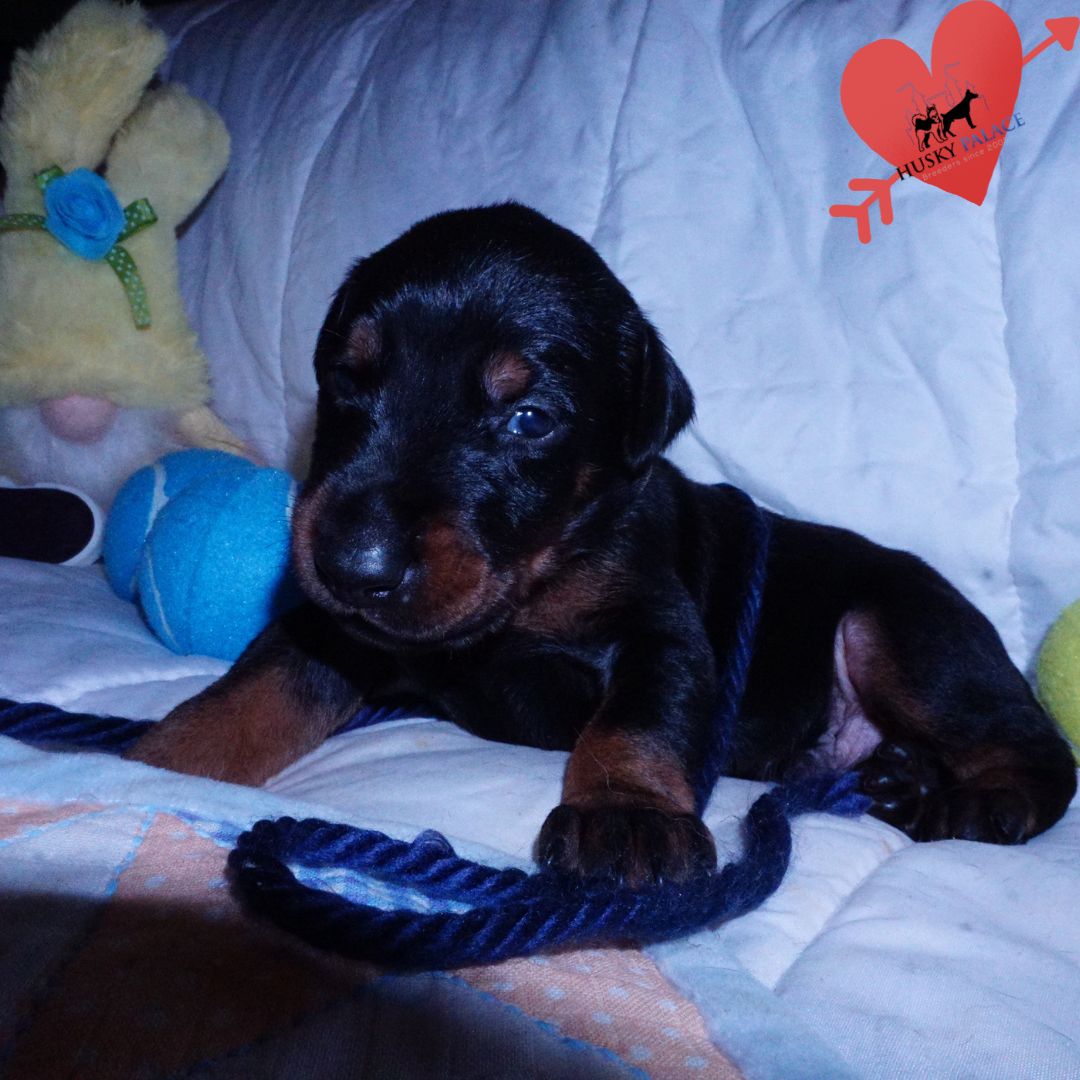 akc Doberman Pinscher Puppies For Sale ga Doberman Pinscher Puppies For Sale