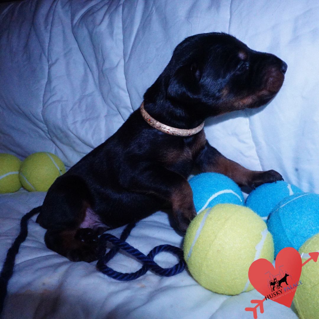 akc Doberman Pinscher Puppies For Sale nc Doberman Pinscher Puppies For Sale