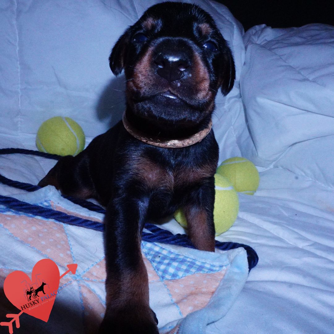 akc Doberman Pinscher Puppies For Sale sc Doberman Pinscher Puppies For Sale