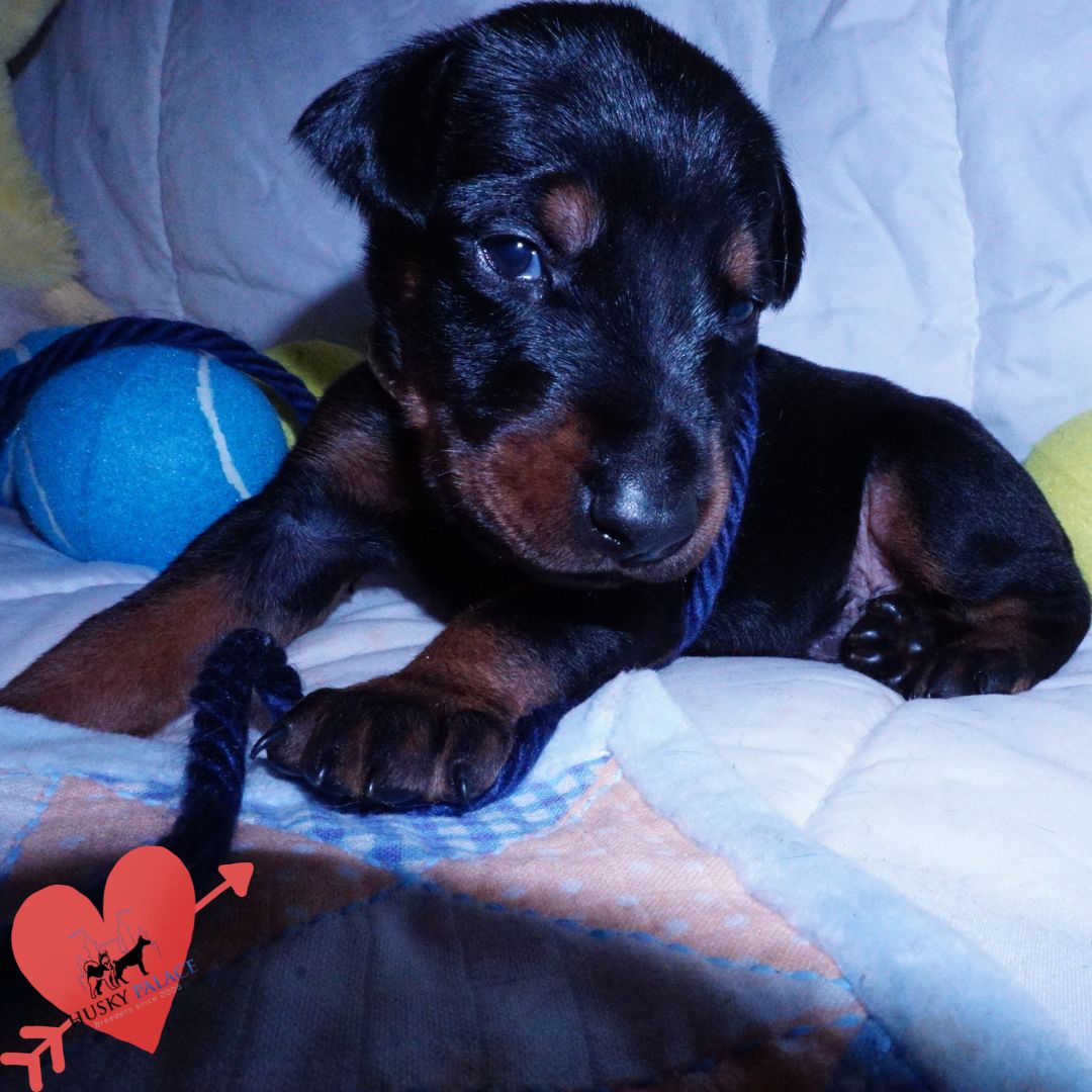 akc Doberman Pinscher Puppies For Sale tn Doberman Pinscher Puppies For Sale