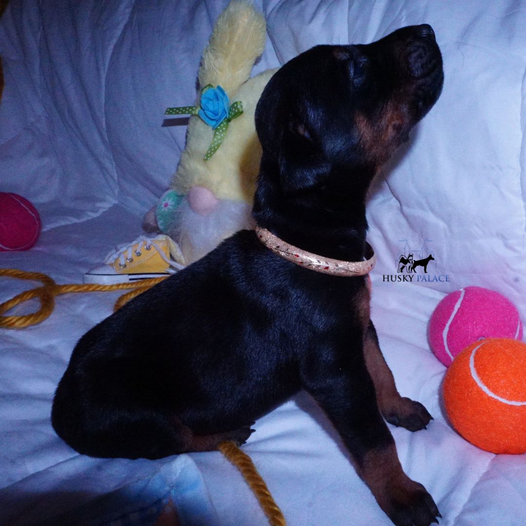 akc European Doberman Puppy European Doberman Puppy