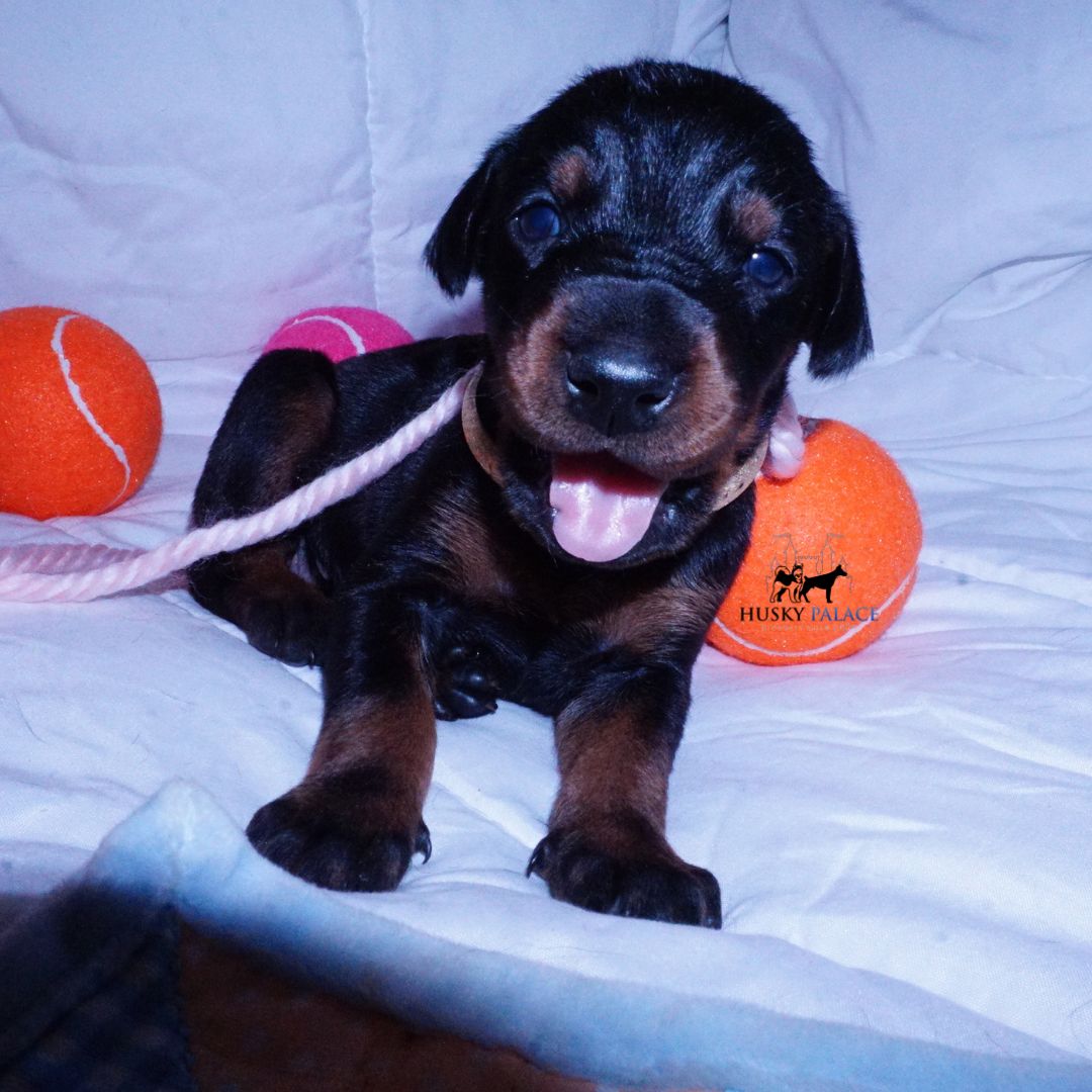 European Dobermans