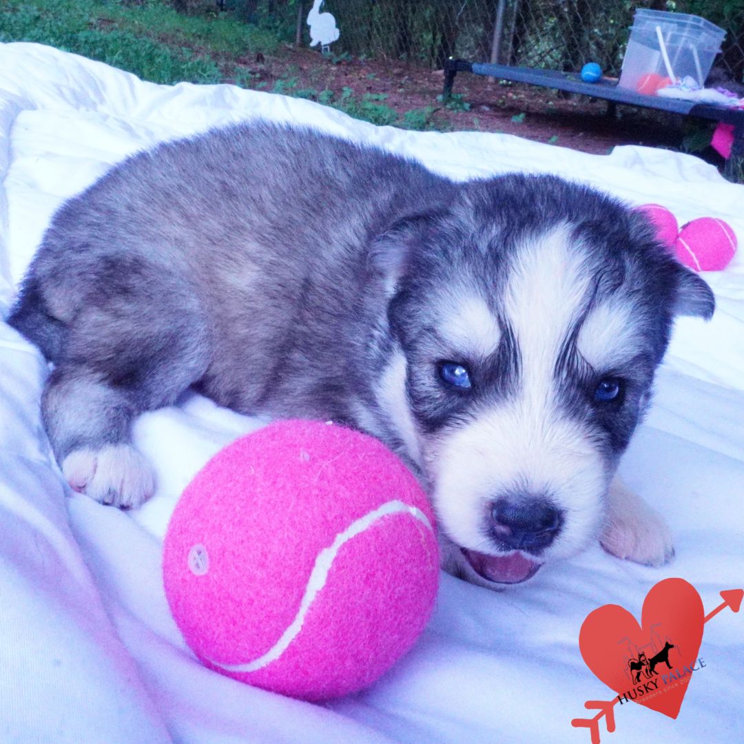 akc Husky Dog Breeders Husky Dog Breeders