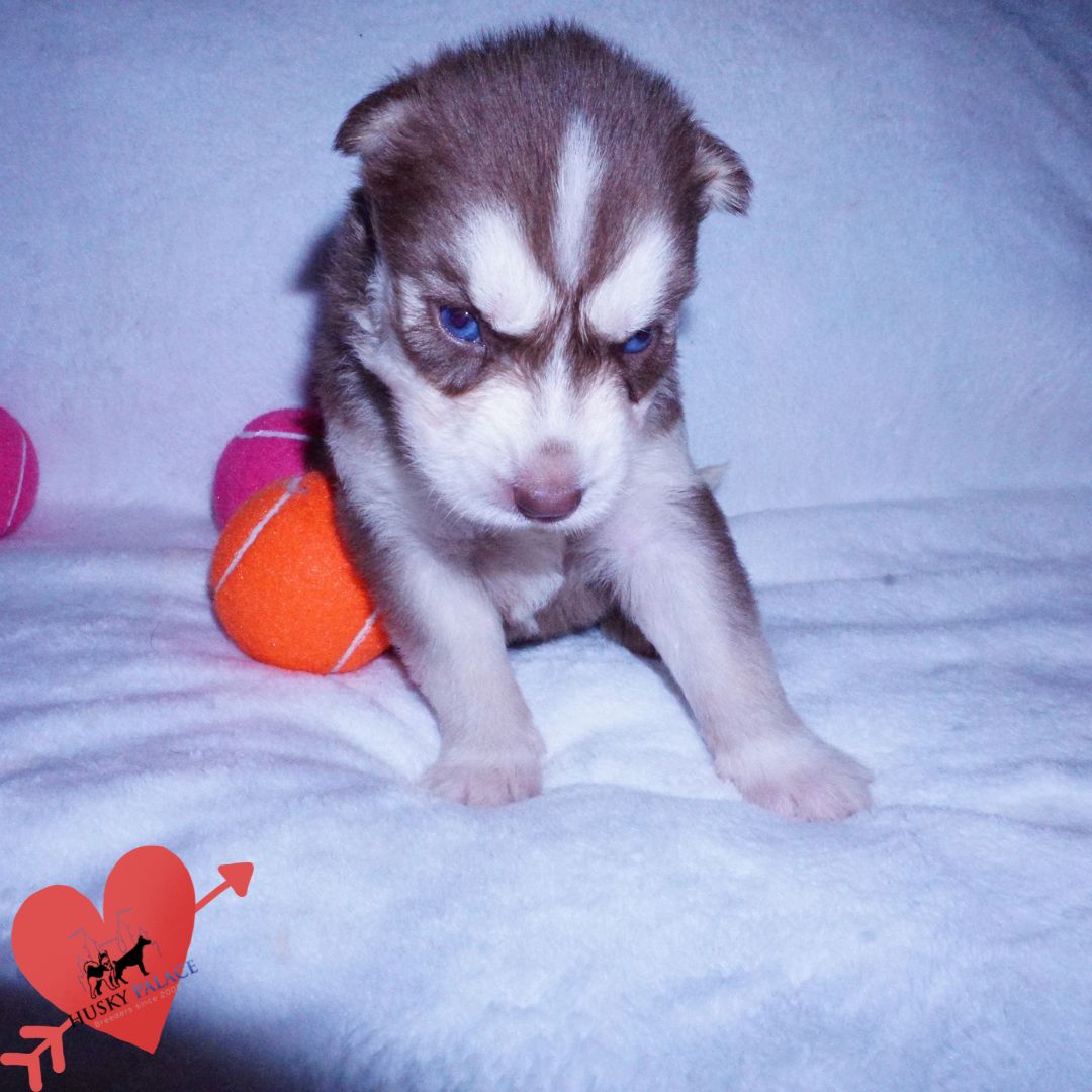 akc Red Husky Puppy Red Husky Puppy