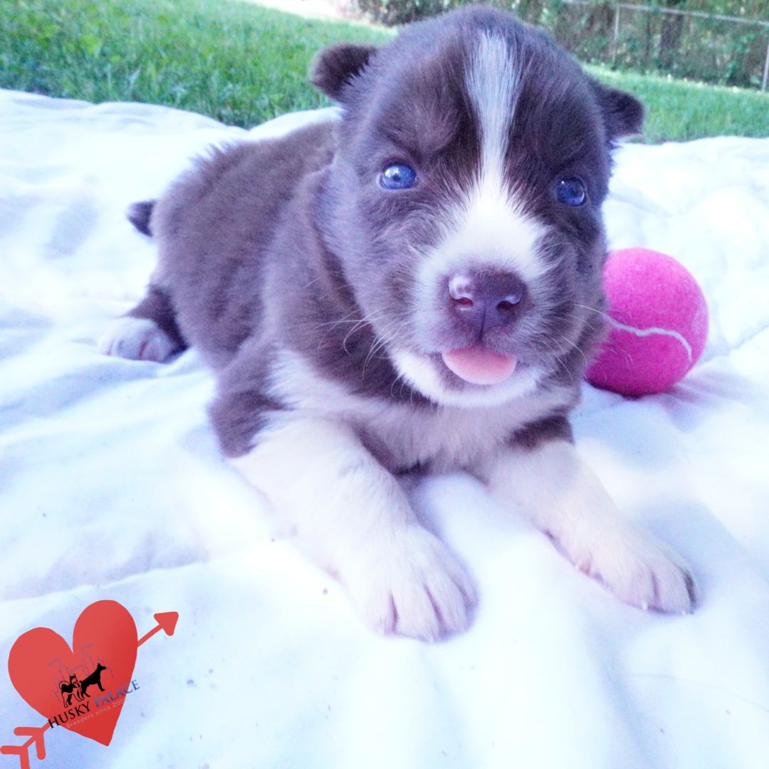 Copper Siberian Husky
