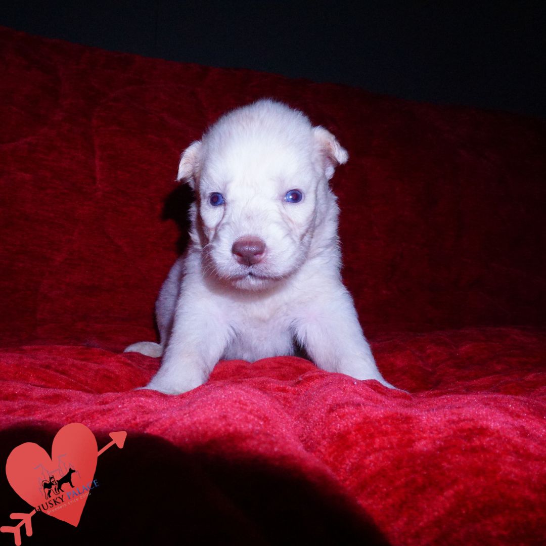 argentina, Solid White Siberian Husky Puppy Solid White Siberian Husky Puppy