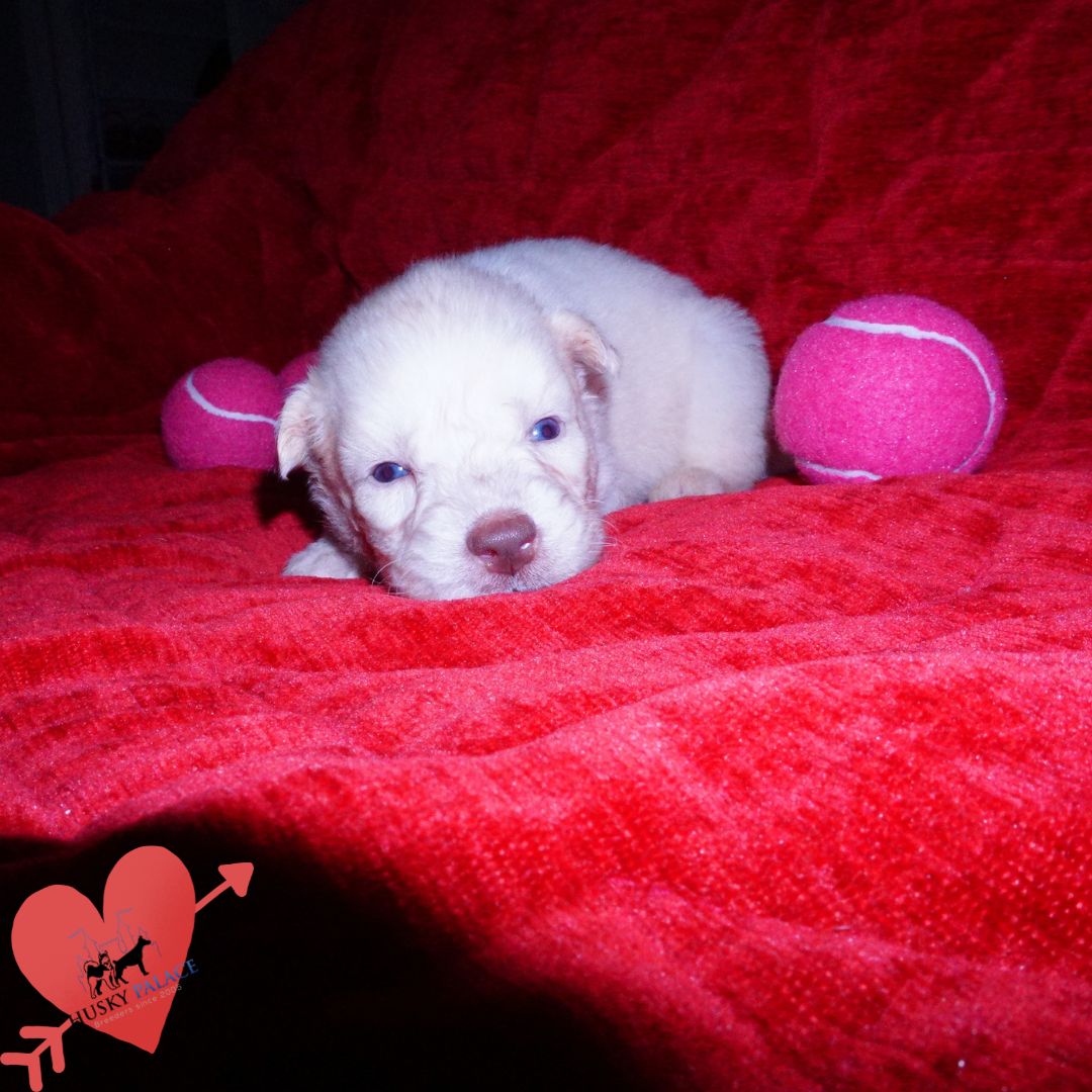 argentine Solid White Siberian Husky Puppy Solid White Siberian Husky Puppy