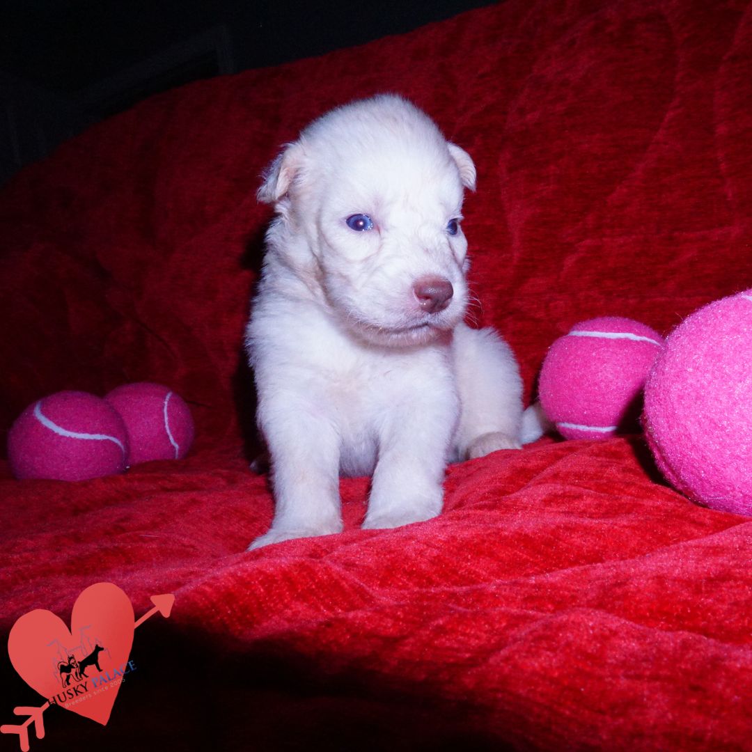 argetnina – Solid White Siberian Husky Puppy Solid White Siberian Husky Puppy