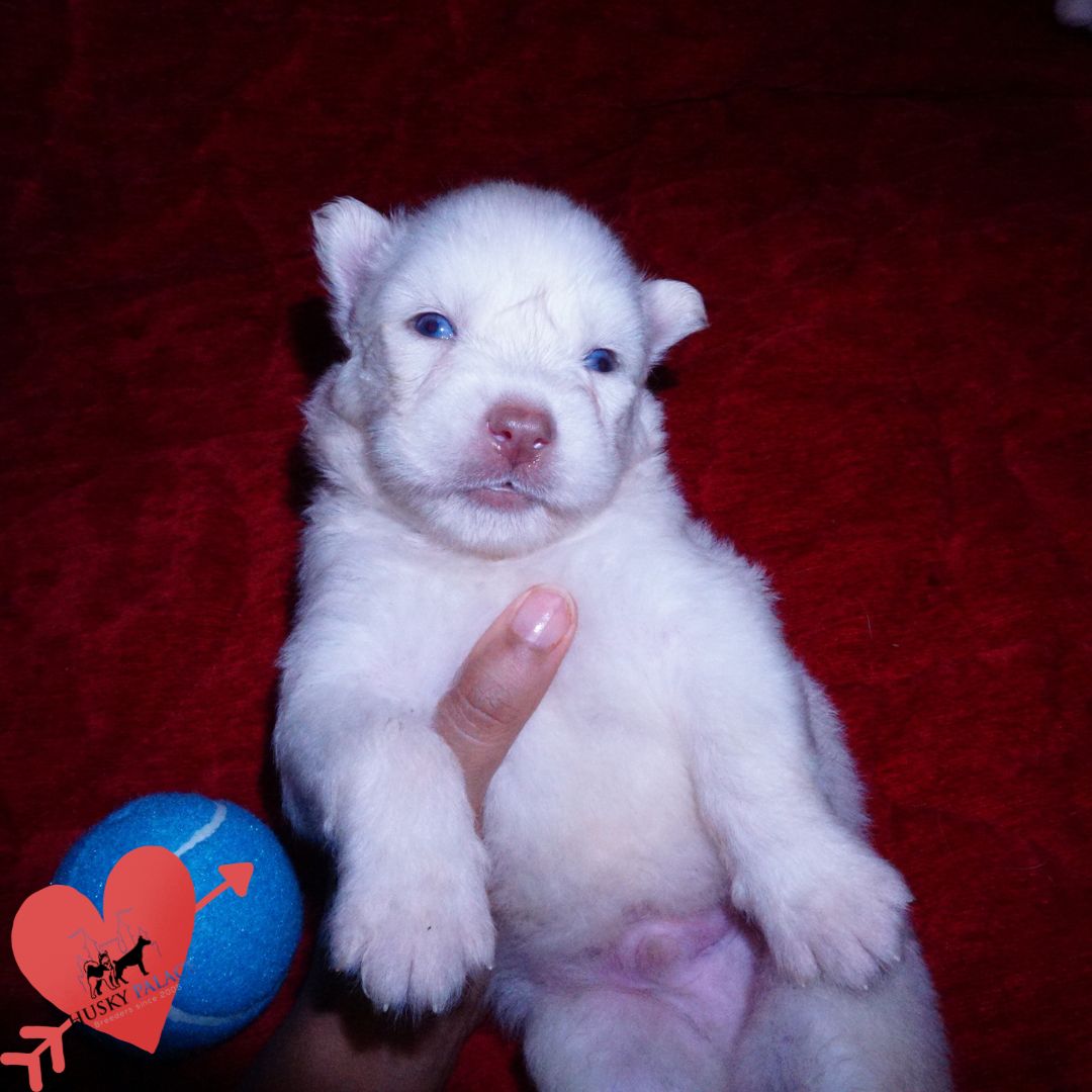 Solid White Husky