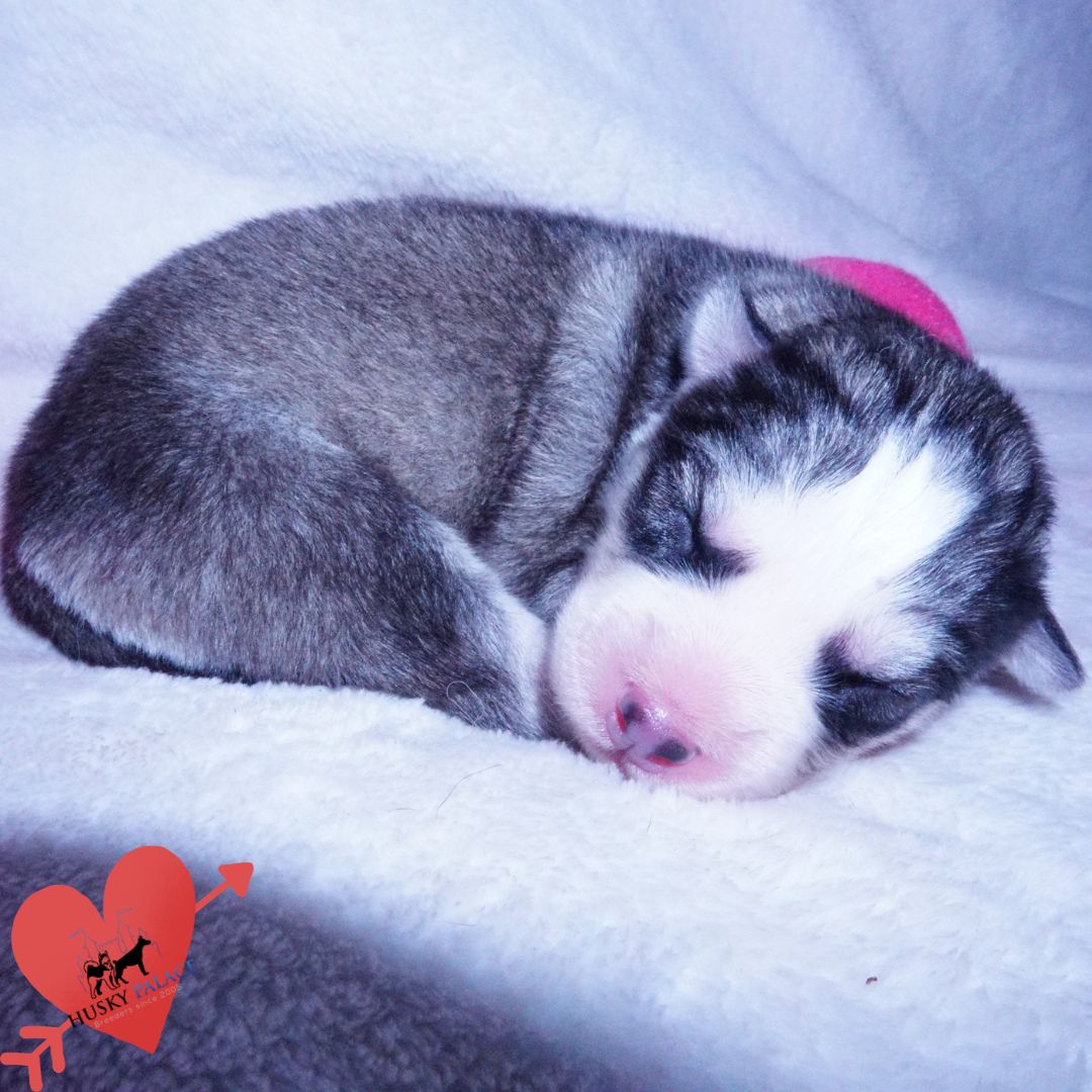 fifa Siberian Husky Puppies For Sale Siberian Husky Puppies For Sale