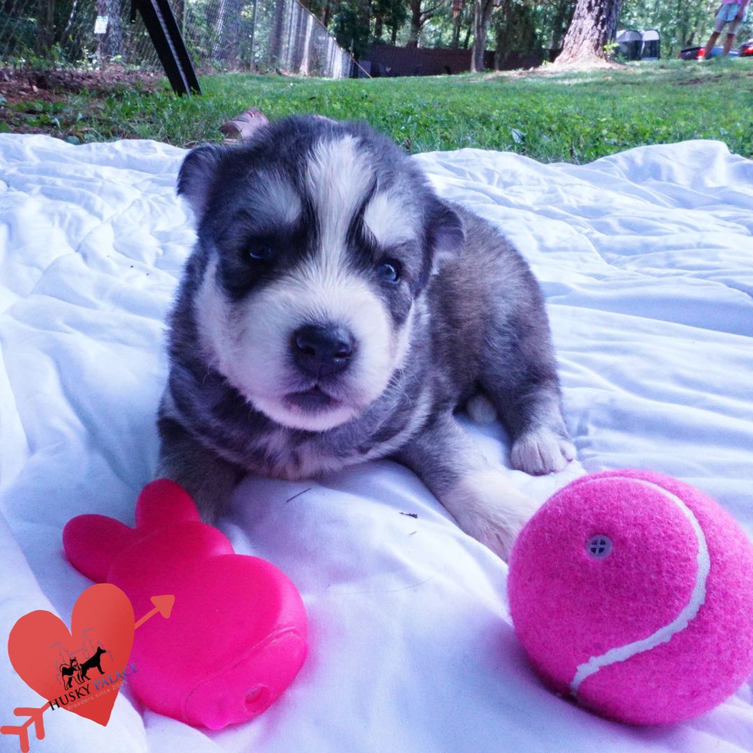 gerogina Husky Dog Breeders Husky Dog Breeders