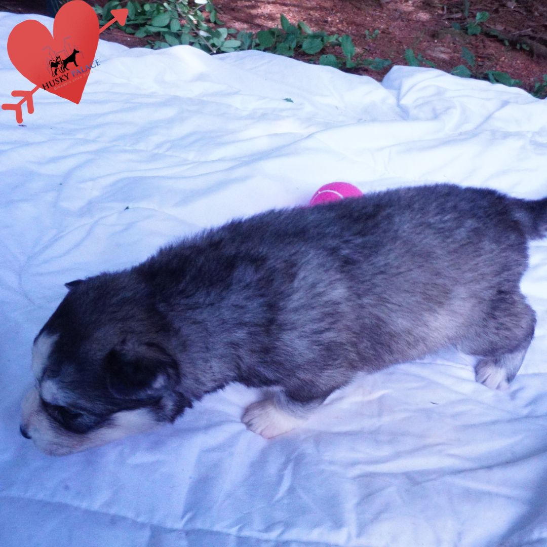 gerogina, Husky Dog Breeders Husky Dog Breeders