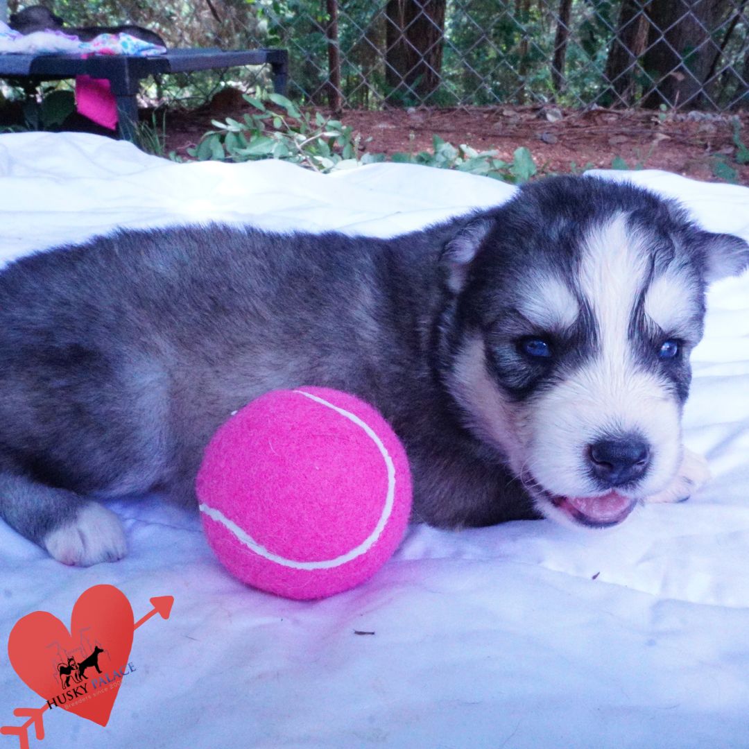 gerogina – Husky Dog Breeders Husky Dog Breeders