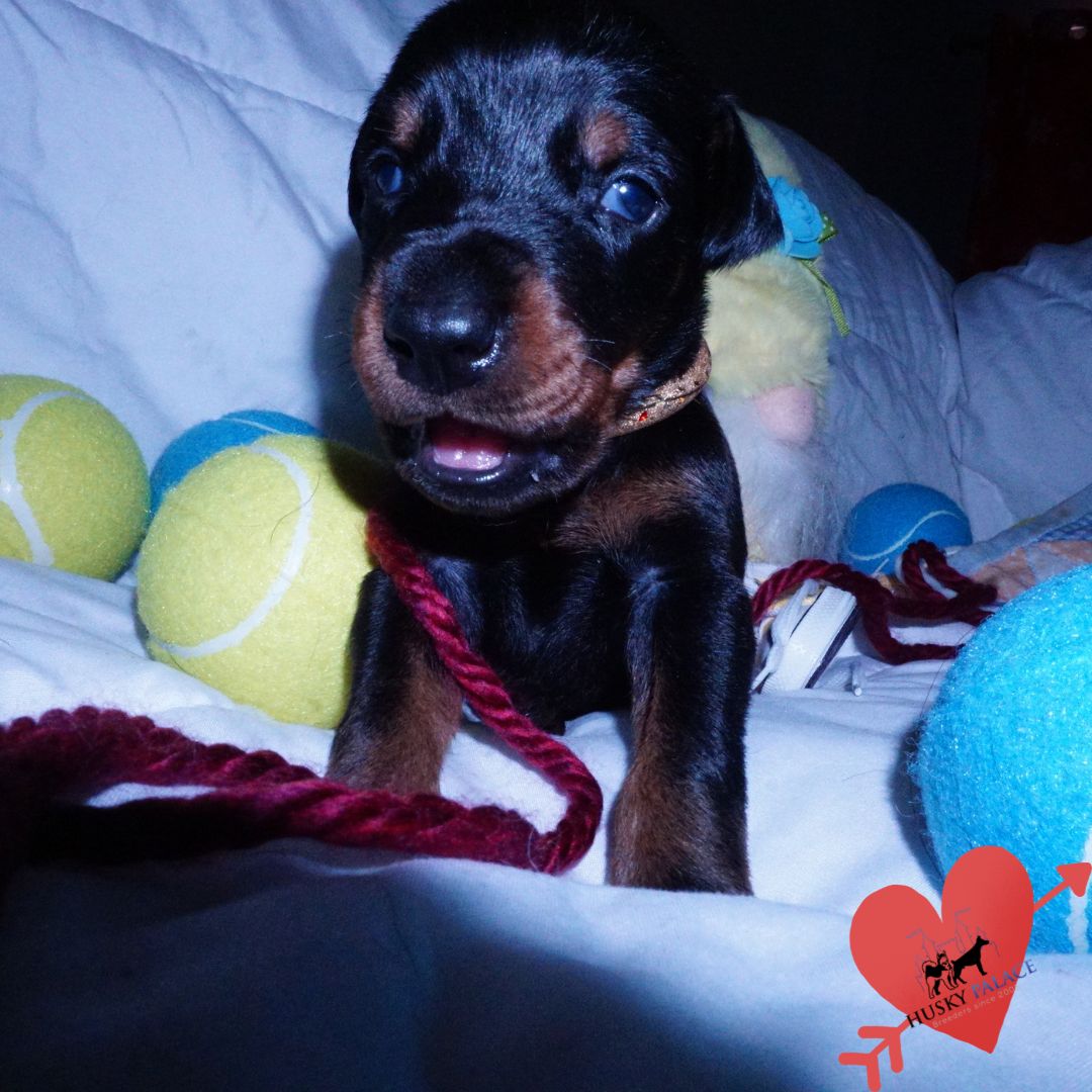 Doberman Pinscher Puppies For Sale