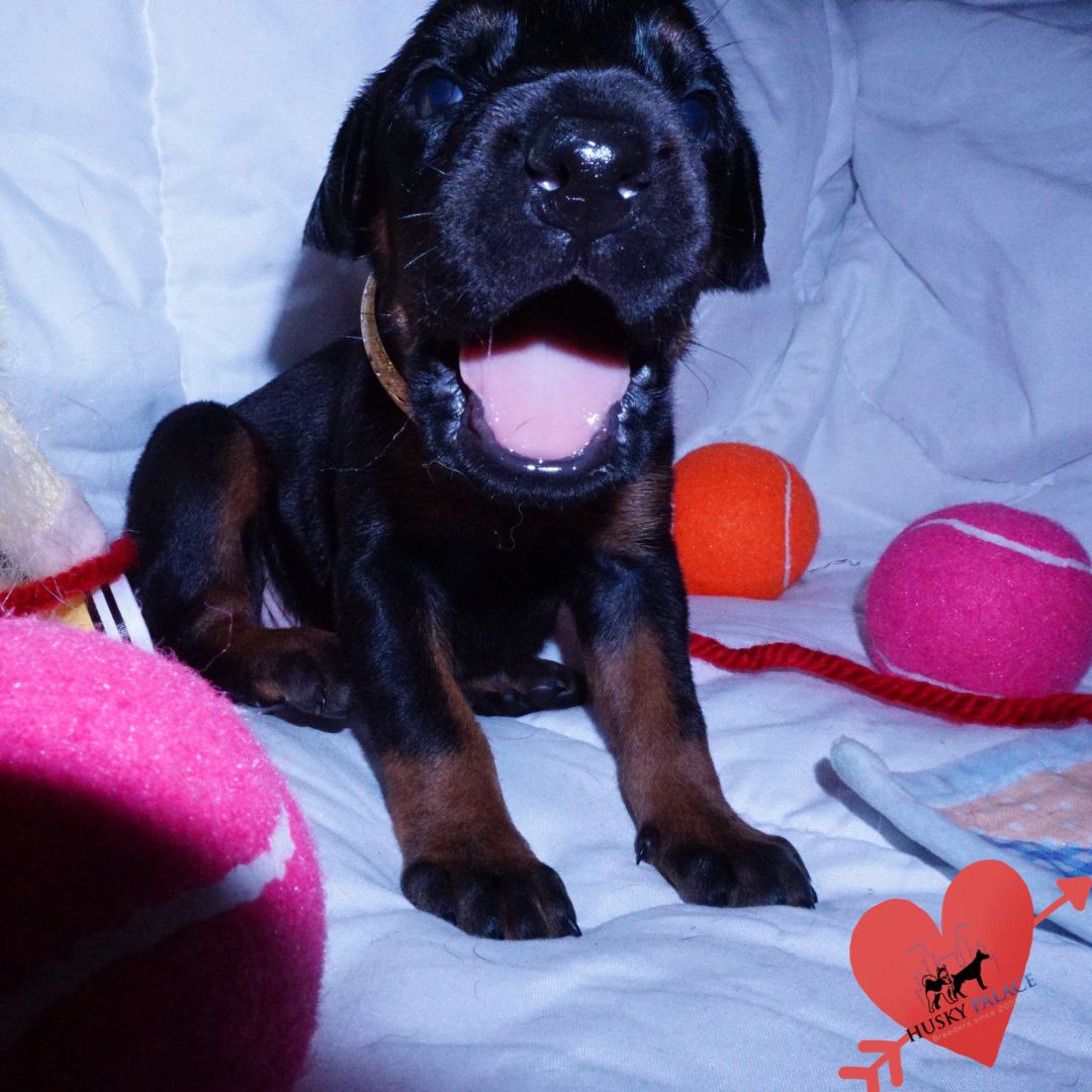 kora Black:rust Doberman Puppy Black:rust Doberman Puppy