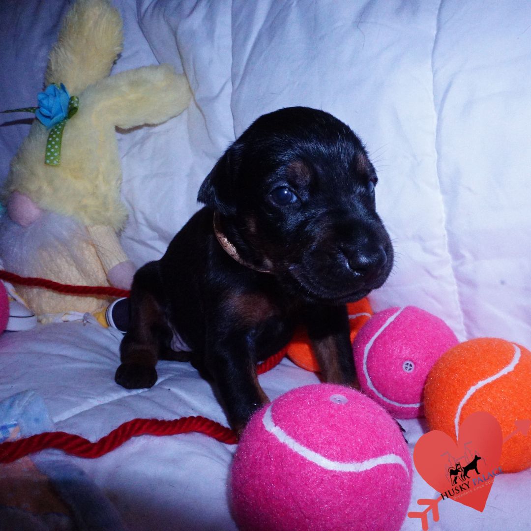 kora, Black:rust Doberman Puppy Black:rust Doberman Puppy