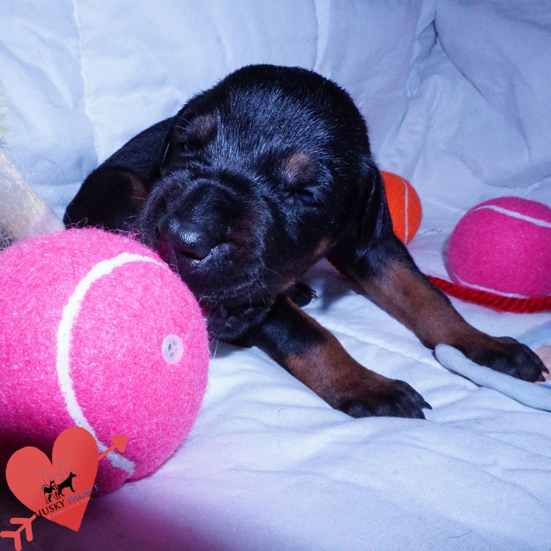 kora – Black:rust Doberman Puppy Black:rust Doberman Puppy