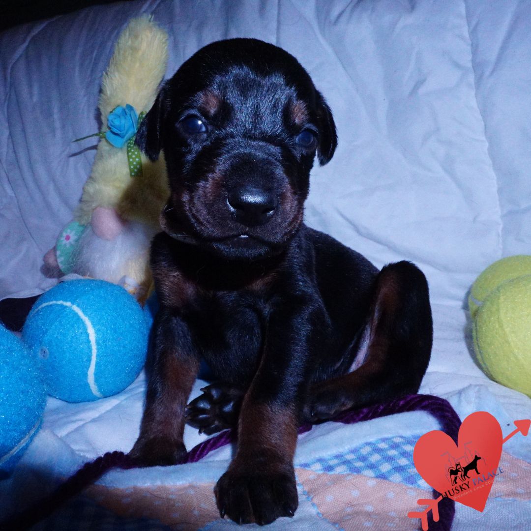European Doberman Pinscher Puppy